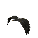 The Eagle