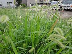 Foxtail Weeds