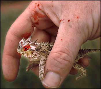Horned Lizard