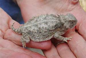 Horned Lizard