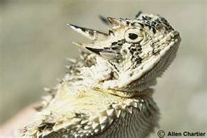 Horned Lizard