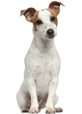 My Dog - Ricky
