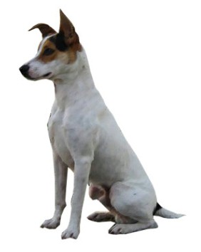 My Dog - Ricky