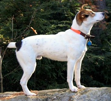 My Dog - Ricky