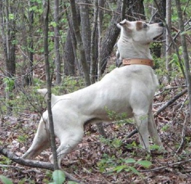 My Dog - Ricky